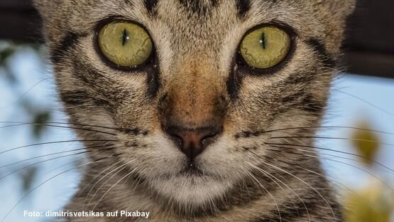 Warum leuchten Katzenaugen im Dunkeln? WAS IST WAS Warum leuchten Katzenaugen im Dunkeln? WAS IST WAS